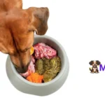consejos de nutrición canina