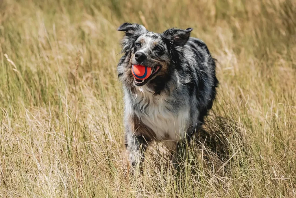 Pelota de goma para perros