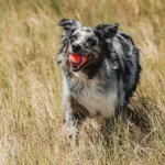Pelota de goma para perros