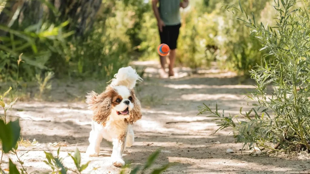 pelota más resistente para perros