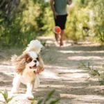 pelota más resistente para perros
