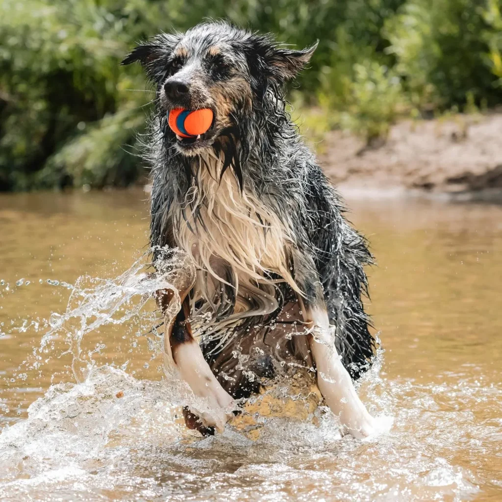 pelota para perro pelota más resistente para perros