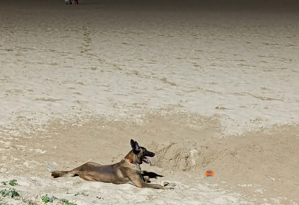 pelota más resistente para perros