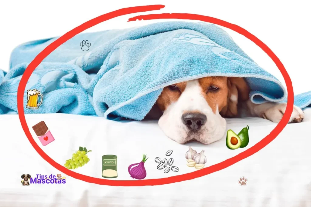 Alimentos Prohibidos para perros