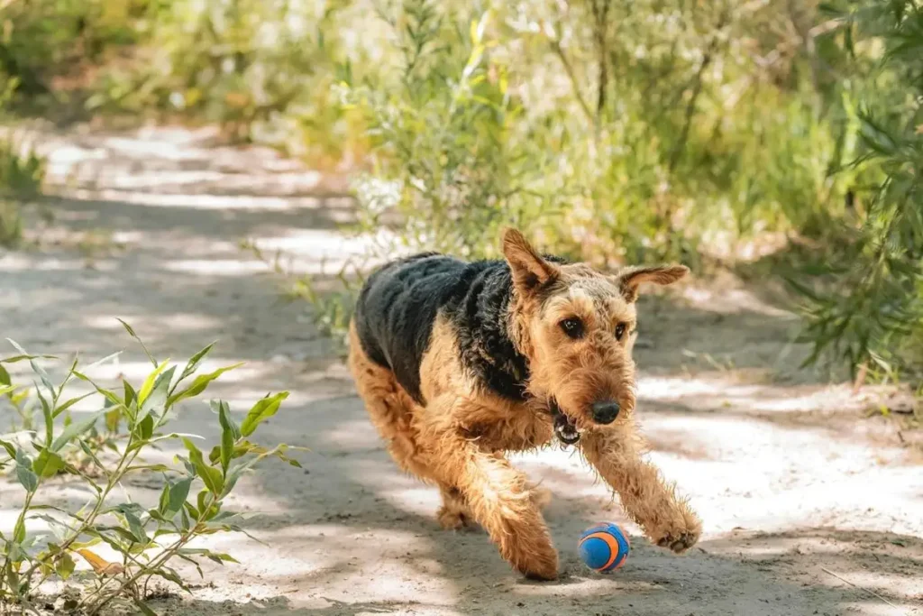 Juguetes para Perros