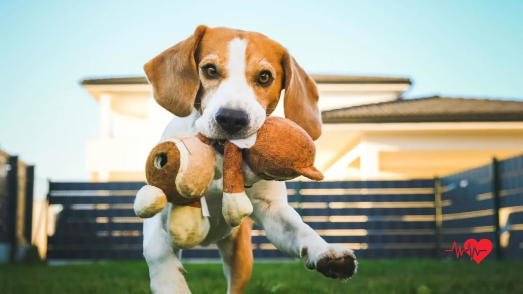Juguetes para perros