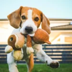 Juguetes para perros