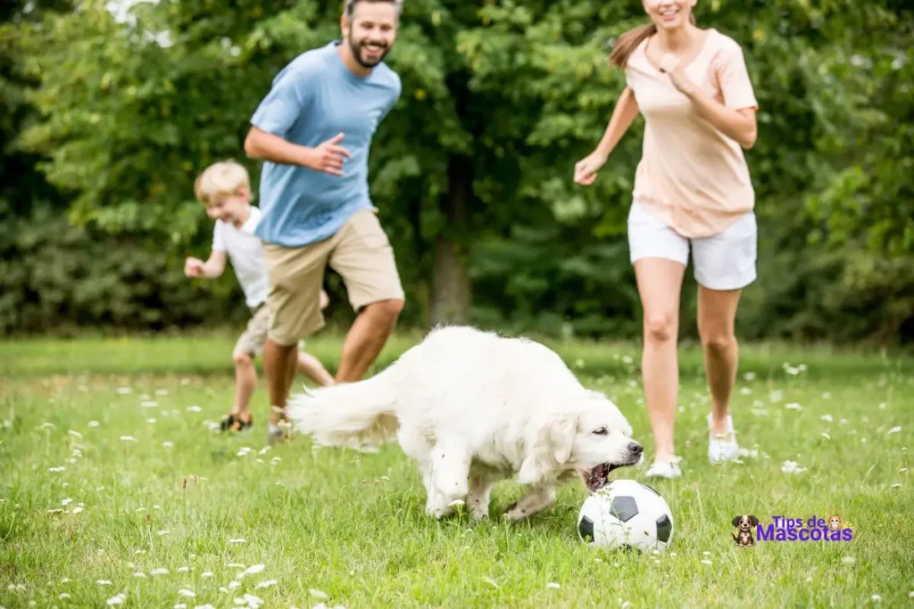 juguetes para perros más resistentes